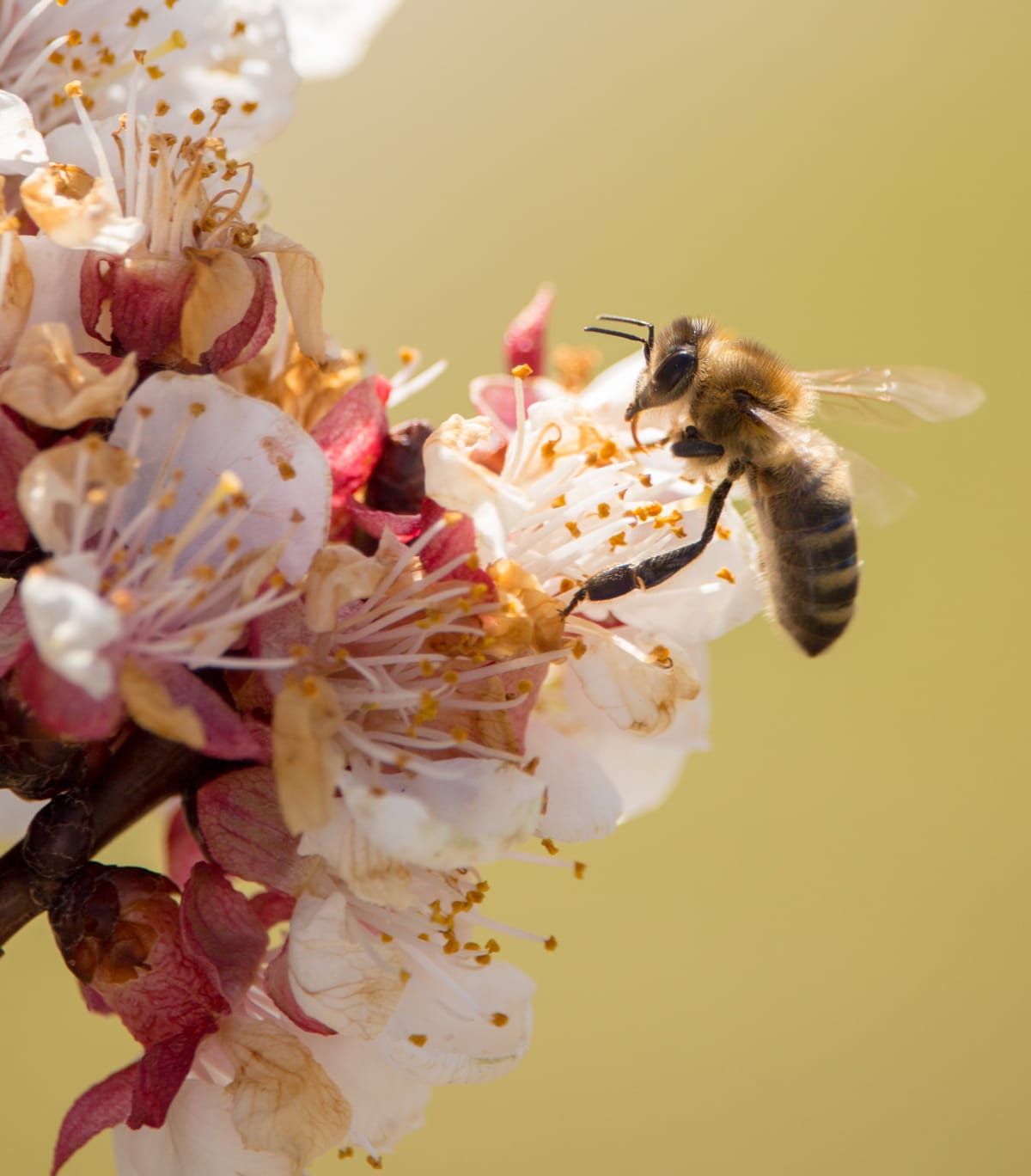 progetto sostenibilità adottare alveari api